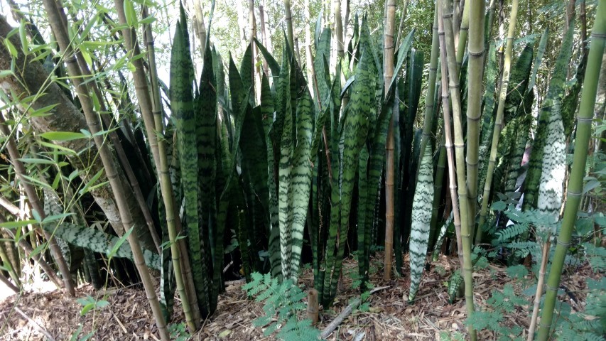 Sansevieria trifasciata plantplacesimage20160104_143957.jpg