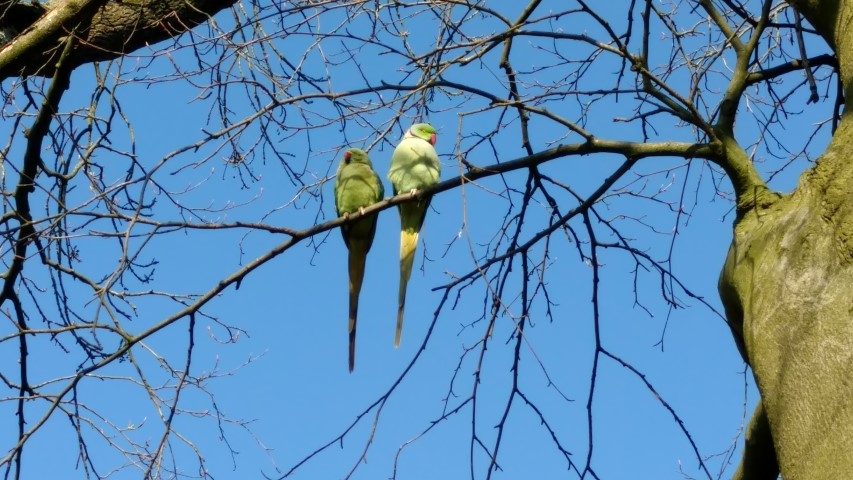 Fagus sylvatica plantplacesimage20160227_111721.jpg