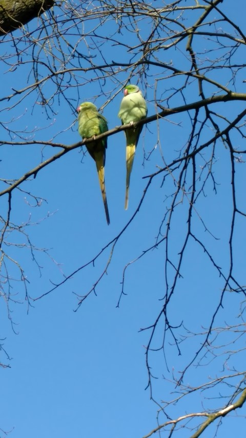 Fagus sylvatica plantplacesimage20160227_111743.jpg