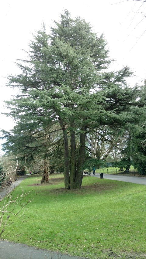 Cedrus deodara plantplacesimage20160305_123430.jpg