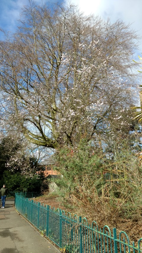 Prunus cerasifera plantplacesimage20160305_125302.jpg