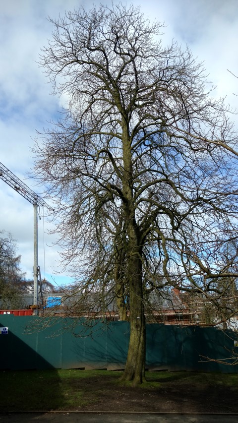 Aesculus hippocastanum plantplacesimage20160305_132244.jpg