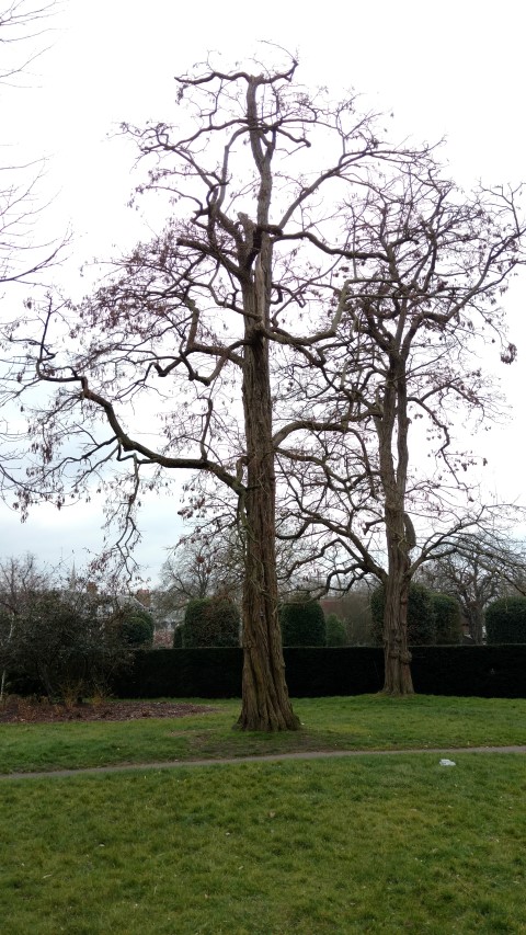 Robinia pseudoacacia plantplacesimage20160316_104430.jpg