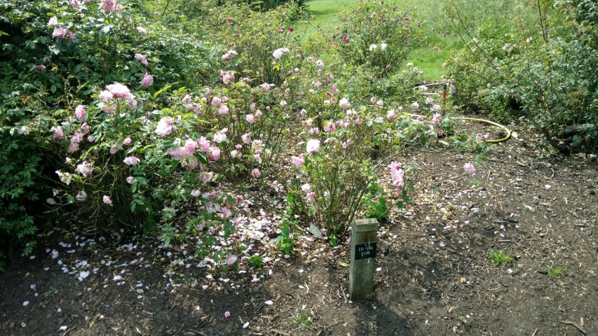 Rosa spp plantplacesimage20160605_140156.jpg