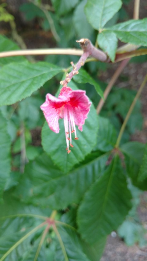 Aesculus x carnea plantplacesimage20160605_143528.jpg