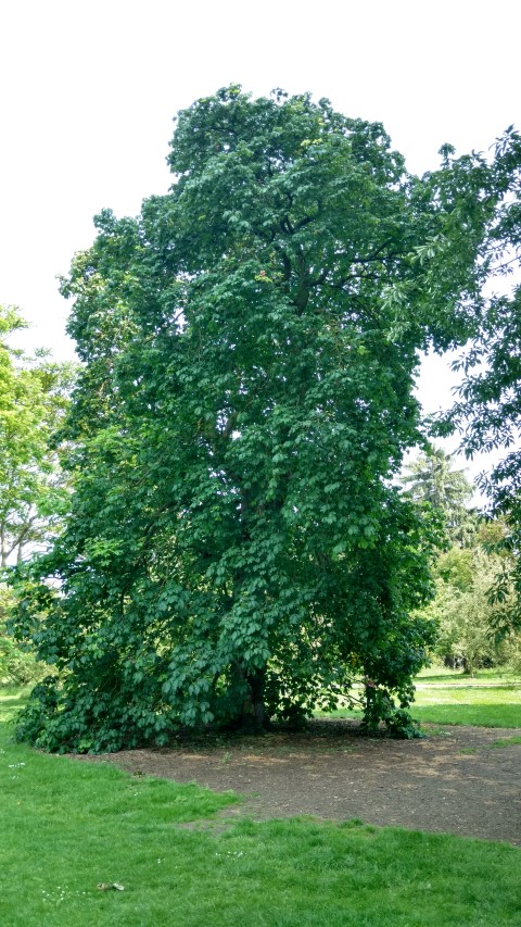 Aesculus x carnea plantplacesimage20160605_143609.jpg