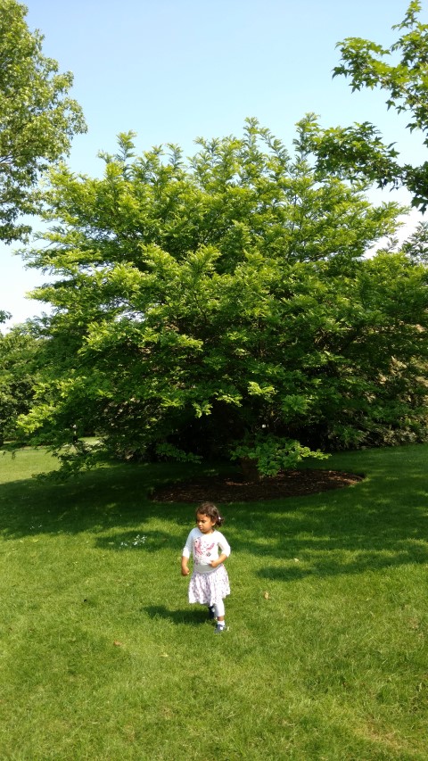 Gleditsia caspica plantplacesimage20160605_154310.jpg