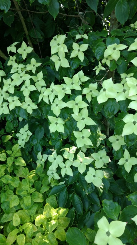 Cornus kousa plantplacesimage20160605_161040.jpg