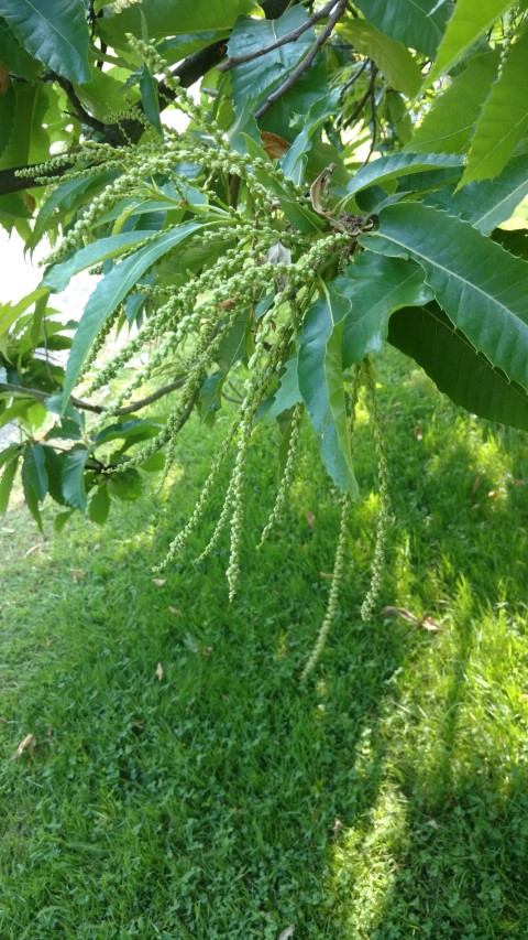 Castanea sativa plantplacesimage20160605_163100.jpg