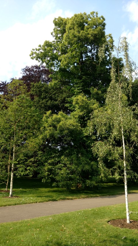 Castanea sativa plantplacesimage20160605_163138.jpg