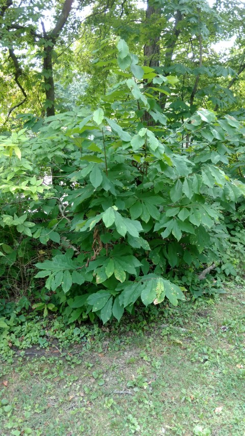 Asimina triloba plantplacesimage20160717_142957.jpg