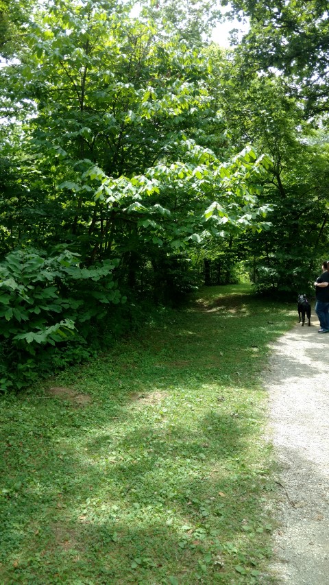 Asimina triloba plantplacesimage20160717_143008.jpg