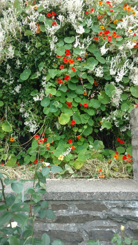 Tropaeolum spp plantplacesimage20160806_170628.jpg