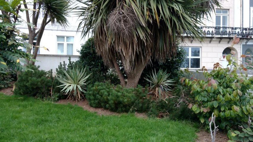 Pinus mugo plantplacesimage20160806_191924.jpg