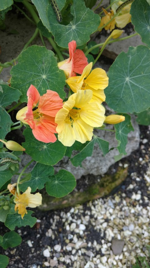 Tropaeolum spp plantplacesimage20160811_185000.jpg