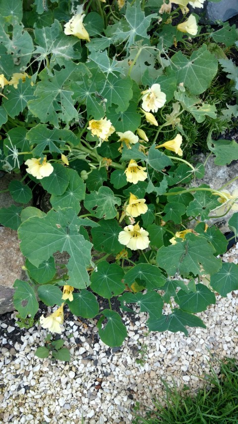 Tropaeolum spp plantplacesimage20160811_185017.jpg