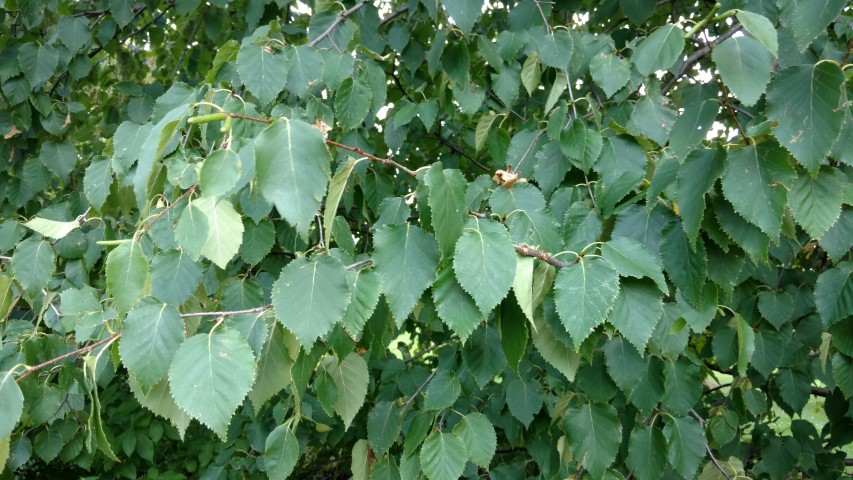 Betula papyrifera plantplacesimage20160813_153319.jpg