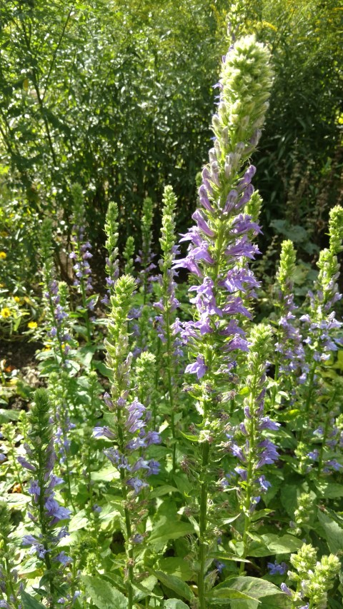 Lobelia siphilitica plantplacesimage20160813_160926.jpg