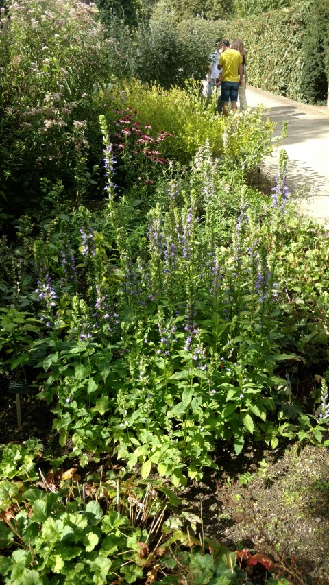 Lobelia siphilitica plantplacesimage20160813_160936.jpg