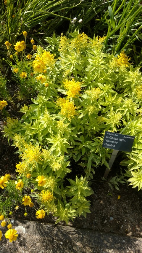 Solidago hybrid plantplacesimage20160813_163027.jpg