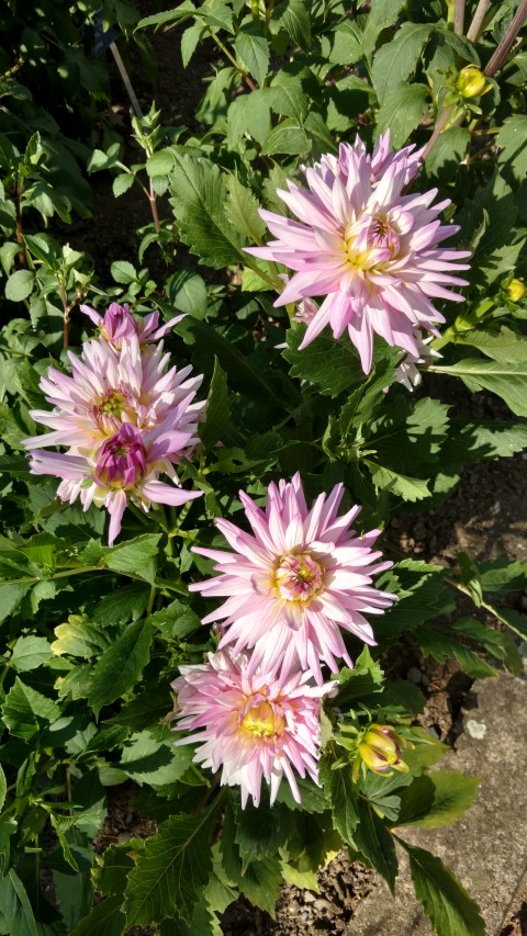 Dahlia hybrid plantplacesimage20160813_164600.jpg
