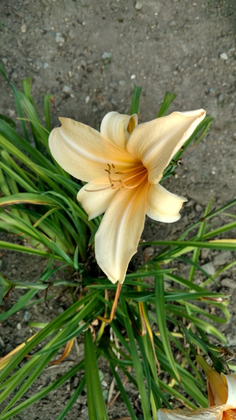Hemerocallis hybrid plantplacesimage20160813_170218.jpg