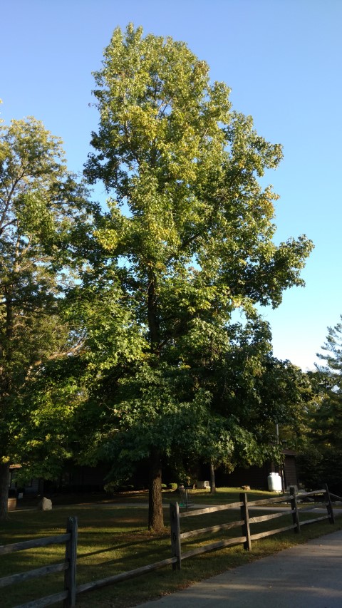 Liquidambar styraciflua plantplacesimage20161004_174350.jpg