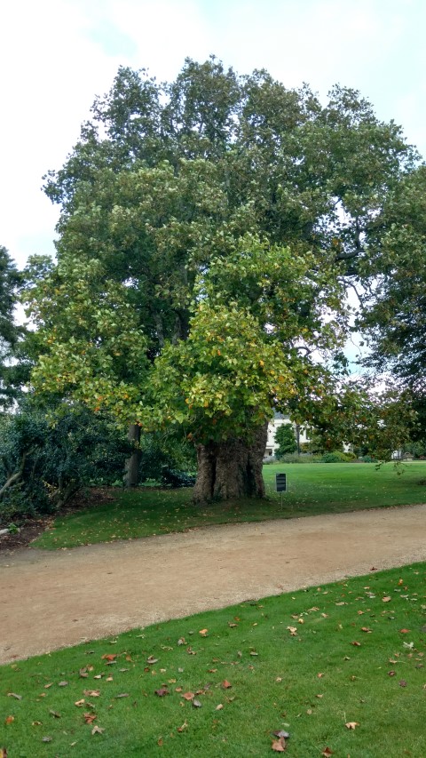 Liriodendron tulipifera plantplacesimage20161015_154217.jpg