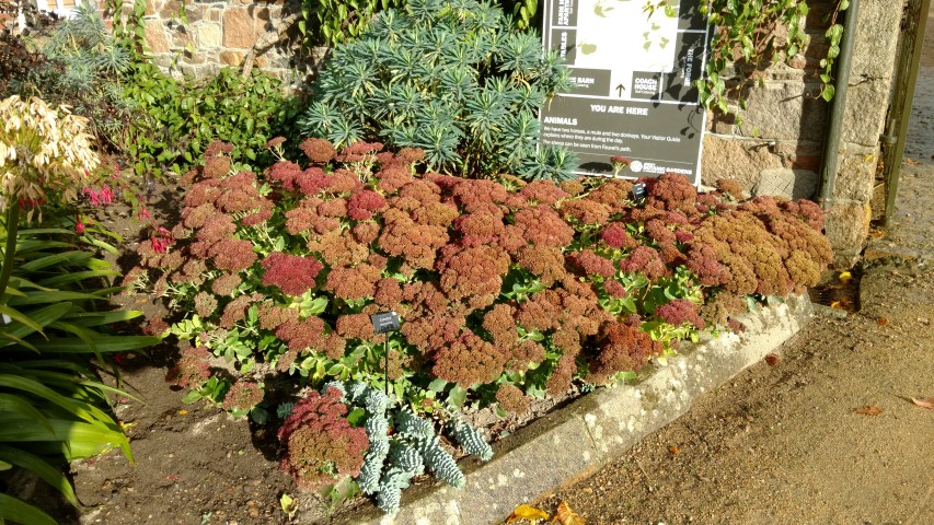 Sedum telephinum plantplacesimage20161015_160231.jpg