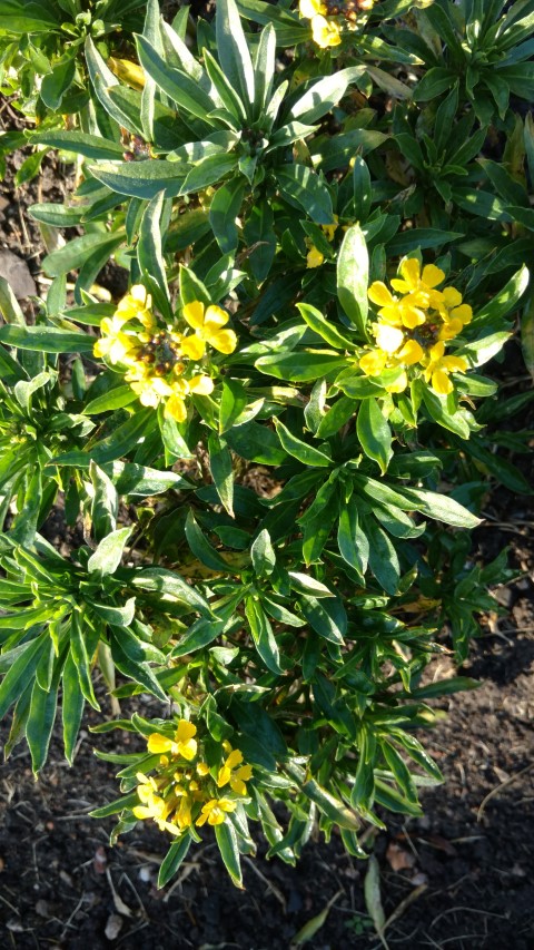 Erysimum helveticum plantplacesimage20161015_162515.jpg
