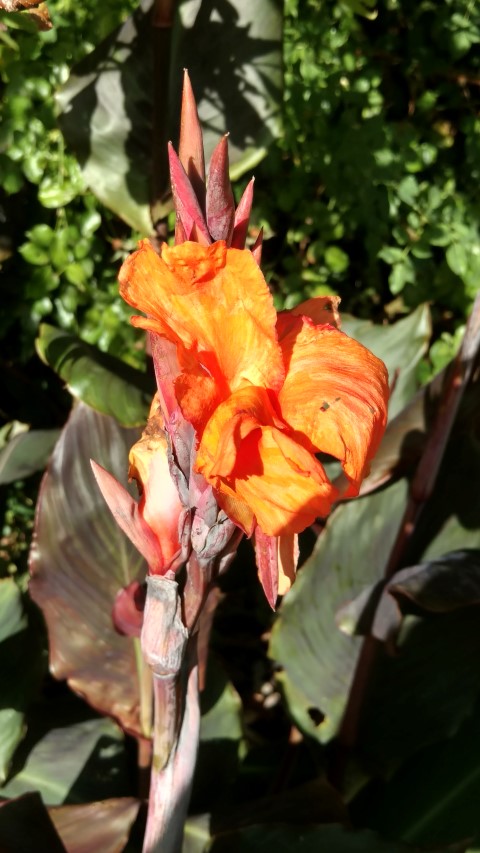 Canna  plantplacesimage20161016_114449.jpg