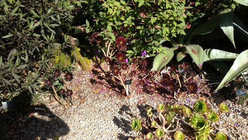 Aeonium plantplacesimage20161016_121603.jpg