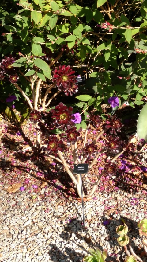 Aeonium plantplacesimage20161016_121618.jpg