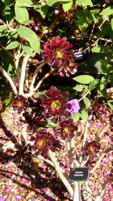 Aeonium plantplacesimage20161016_121632.jpg