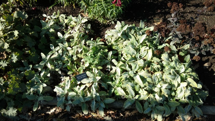 Stachys byzantina plantplacesimage20161016_124451.jpg