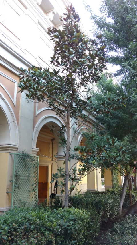 Magnolia grandiflora plantplacesimage20161105_124337.jpg