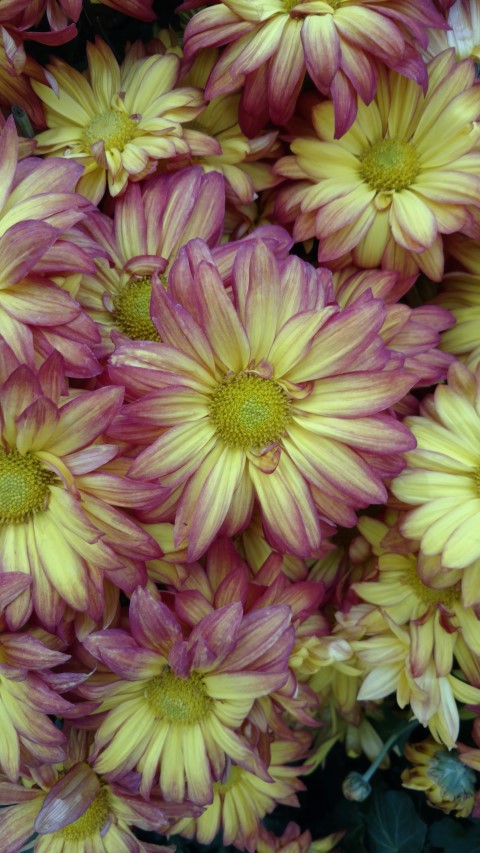 Glebionis coronarium plantplacesimage20161105_125417.jpg