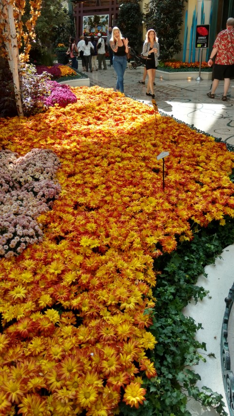 Glebionis coronarium plantplacesimage20161105_125446.jpg