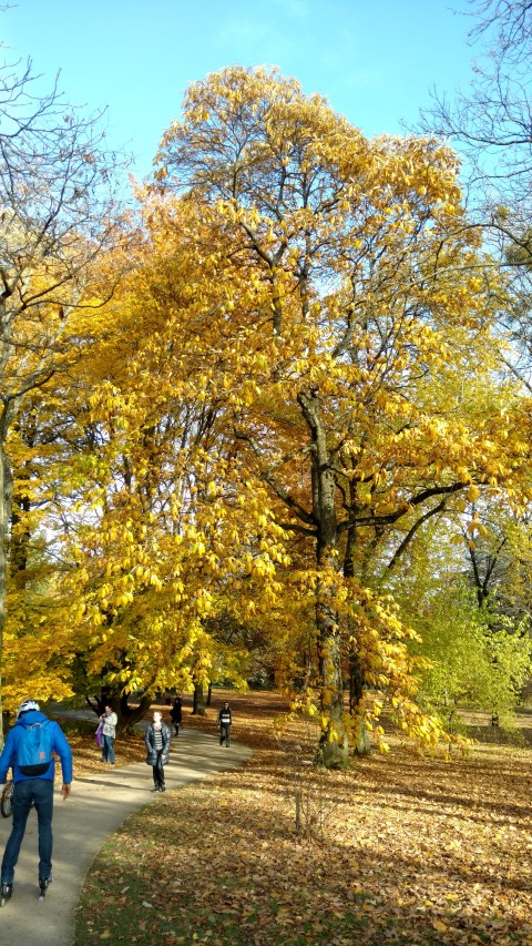 Castanea sativa plantplacesimage20161120_124334.jpg