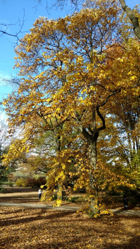 Castanea sativa plantplacesimage20161120_124507.jpg