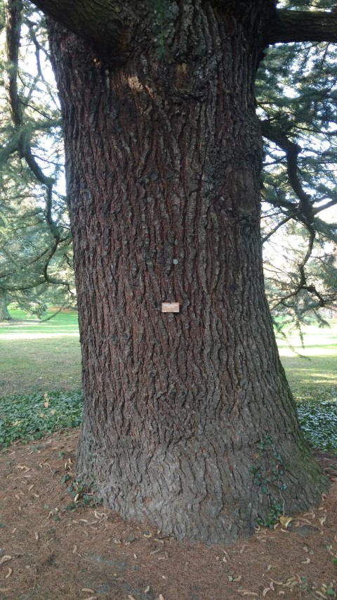 Cedrus deodara plantplacesimage20161120_135132.jpg