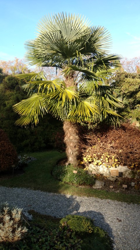 Trachycarpus fortunei plantplacesimage20161120_141737.jpg