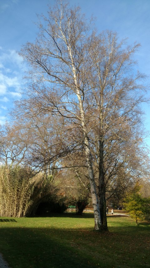 Betula ermanii plantplacesimage20161120_142207.jpg