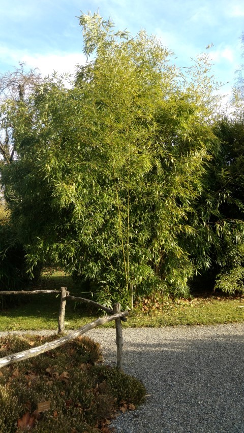 Phyllostachys aurea plantplacesimage20161120_142445.jpg