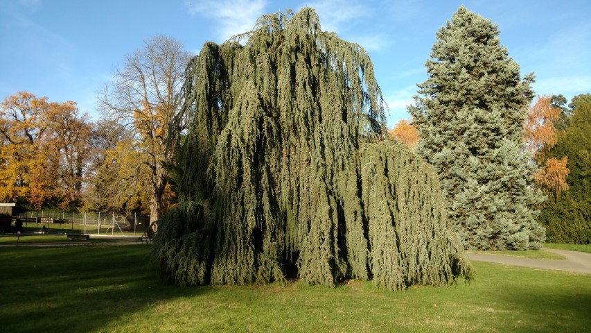 Cedrus atlantica plantplacesimage20161120_150951.jpg