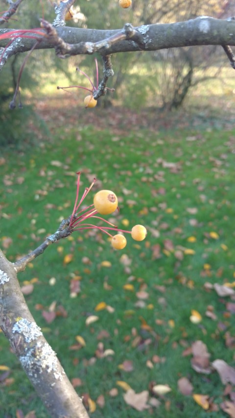 Malus hupehensis plantplacesimage20161120_151924.jpg