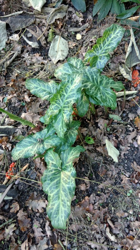 Arum italicum plantplacesimage20161120_153031.jpg