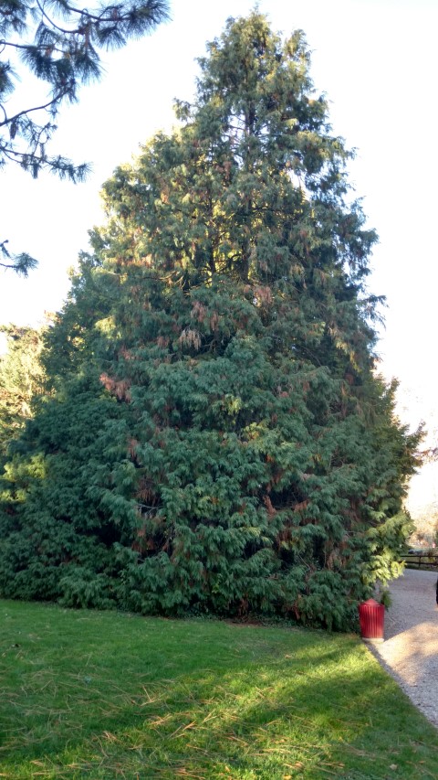 Chamaecyparis lawsoniana plantplacesimage20161120_153938.jpg