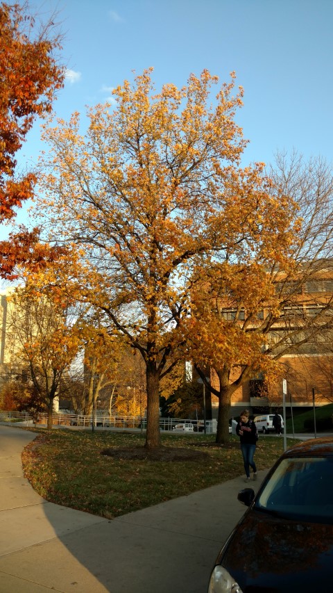 Liquidambar styraciflua plantplacesimage20161201_163522.jpg