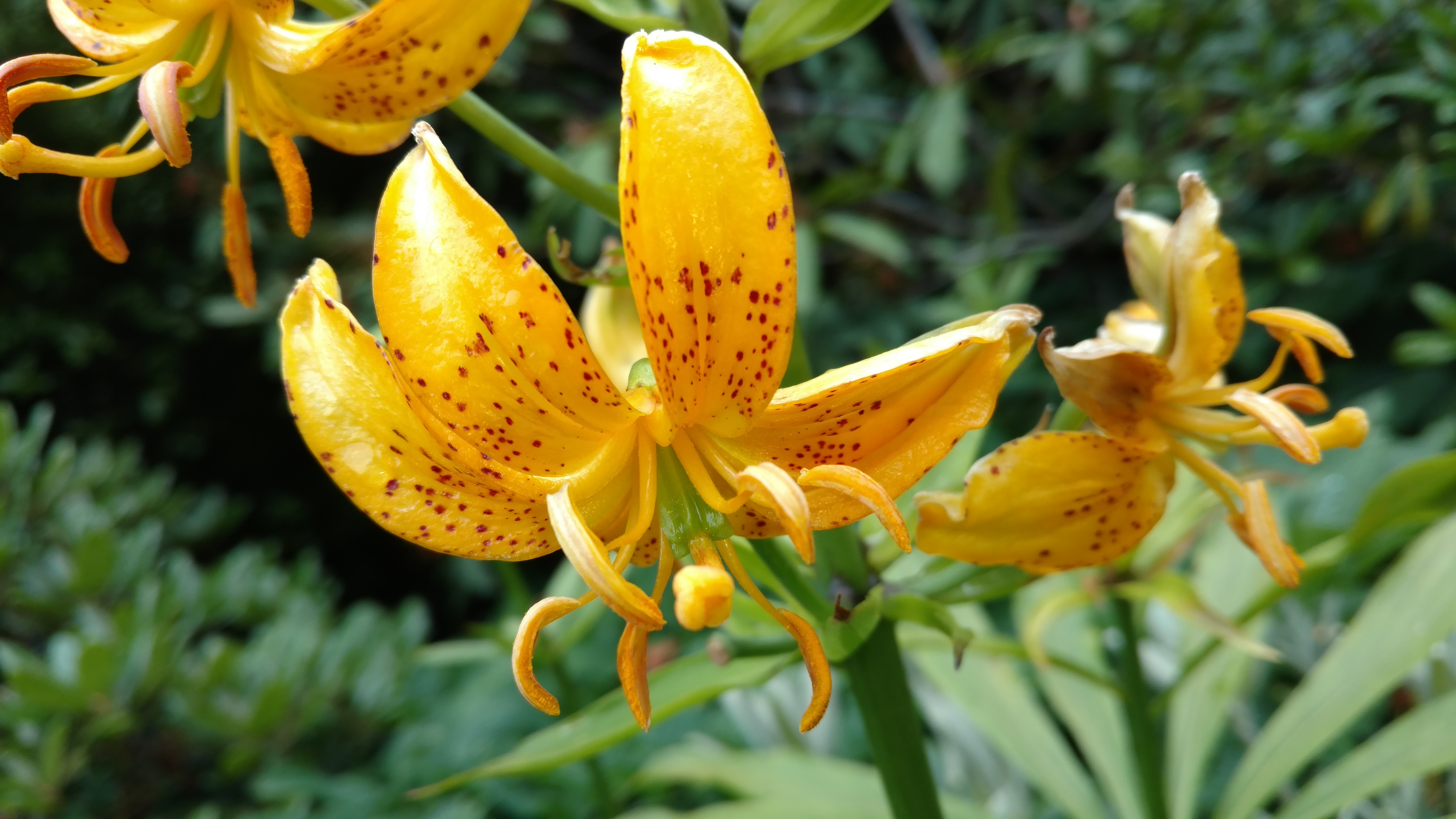 Rhododendron spp plantplacesimage20161213_111934.jpg